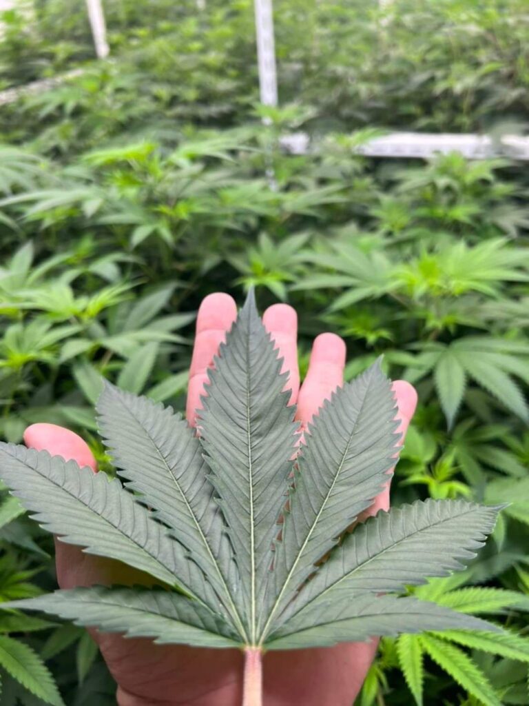 Cannabis Leaf Koh Samui